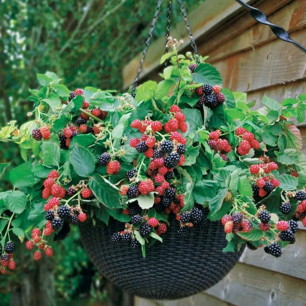 Willemse France - Mûrier cascade noire - le pot / 0.8l / hauteur livrée 12-15cm Discount