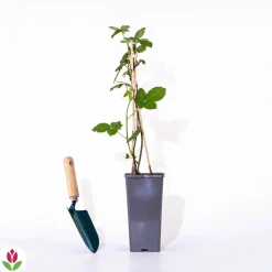 Willemse France - Mûrier cascade noire - le pot / 0.8l / hauteur livrée 12-15cm Discount