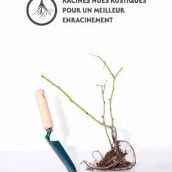 Willemse France Fruitiers Et Agrumes | - Mûrier dirksen - la pièce en racine nue / 1 branche