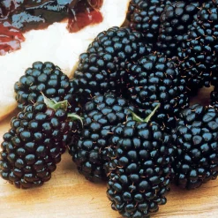 Willemse France Petits Fruits | - Mûrier dirksen - la pièce en racine nue / 1 branche, vendu par lot de 2
