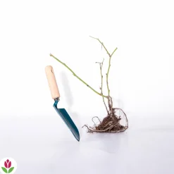 Willemse France Petits Fruits | - Mûrier dirksen - la pièce en racine nue / 1 branche, vendu par lot de 2
