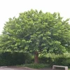 Willemse France - Mûrier à grandes feuilles - le pot / 2l / hauteur livrée 125-150cm Best