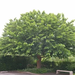 Willemse France - Mûrier à grandes feuilles - le pot / 2l / hauteur livrée 125-150cm Best