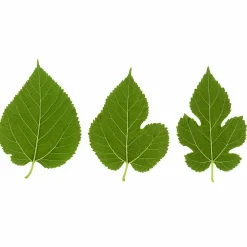Willemse France - Mûrier à grandes feuilles - le pot / 2l / hauteur livrée 125-150cm Best
