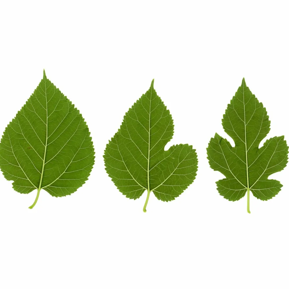 Willemse France - Mûrier à grandes feuilles - le pot / 2l / hauteur livrée 125-150cm Best