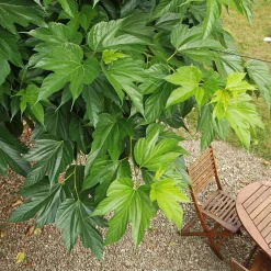 Willemse France - Mûrier à grandes feuilles - le pot / 2l / hauteur livrée 125-150cm Best