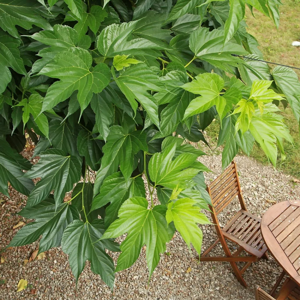 Willemse France - Mûrier à grandes feuilles - le pot / 2l / hauteur livrée 125-150cm Best