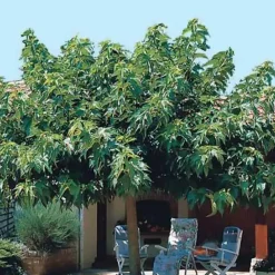 Willemse France - Mûrier à grandes feuilles - le pot / 2l / hauteur livrée 125-150cm Best