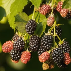 Willemse France Petits Fruits | - Mûrier reuben - la pièce en racine nue