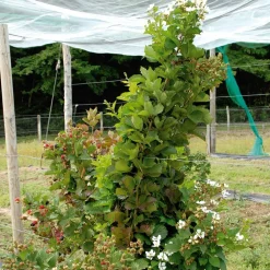 Willemse France Petits Fruits | - Mûrier reuben - la pièce en racine nue