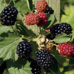 Willemse France Petits Fruits | - Mûrier reuben - la pièce en racine nue