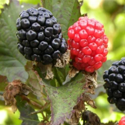 Willemse France Petits Fruits | - Mûrier reuben - la pièce en racine nue