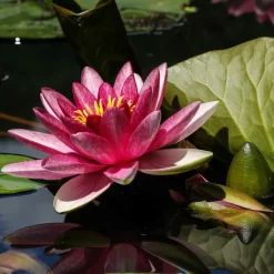 Willemse France - Nénuphar james brydon - le pot / ø 11cm Clearance