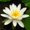 Willemse France - Nénuphar marliacea albida - le pot / ø 9cm Outlet