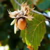 Willemse France Fruitiers Et Agrumes | - Noisetier webbs prize cob - le pot / 3l / hauteur livrée 20-60cm