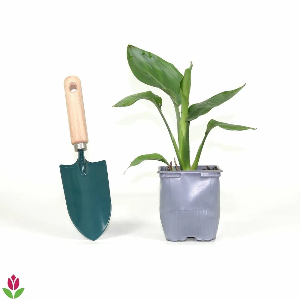 Willemse France - Oiseau du paradis strelitzia - le pot / 1l / hauteur livrée 20-40cm Clearance