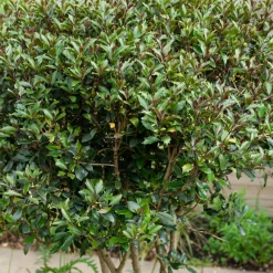 Willemse France Arbres Et Arbustes | - Osmanthe à feuilles de houx purpureus - le pot / 3l / hauteur livrée environ 40cm, vendu par lot de 2