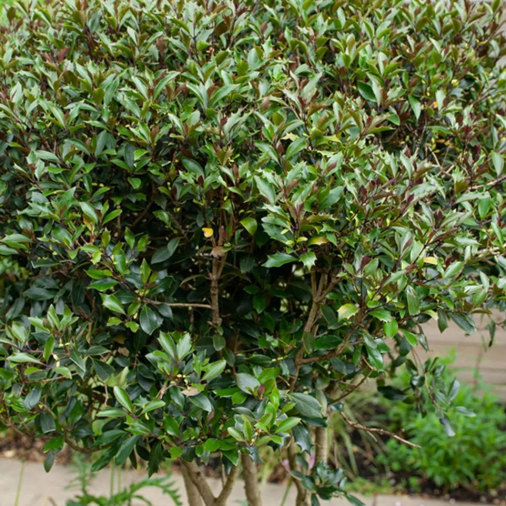 Willemse France Arbres Et Arbustes | - Osmanthe à feuilles de houx purpureus - le pot / 3l / hauteur livrée environ 40cm, vendu par lot de 2