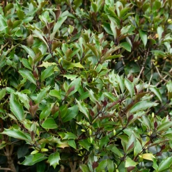 Willemse France Arbres Et Arbustes | - Osmanthe à feuilles de houx purpureus - le pot / 3l / hauteur livrée environ 40cm, vendu par lot de 2