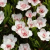 Willemse France Bulbes De Fleurs | - 5 oxalis double pink wonder - le sachet de 5 bulbes / calibre i, vendu par lot de 2