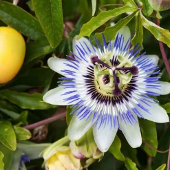 Willemse France - Passiflore bleue - le pot / ø 9cm, vendu par lot de 2 Online