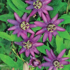 Willemse France Plantes Grimpantes | - Passiflore lavender lady - le pot / 2l / hauteur livrée 40-50cm, vendu par lot de 2