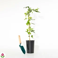 Willemse France Plantes Grimpantes | - Passiflore lavender lady - le pot / 2l / hauteur livrée 40-50cm, vendu par lot de 2