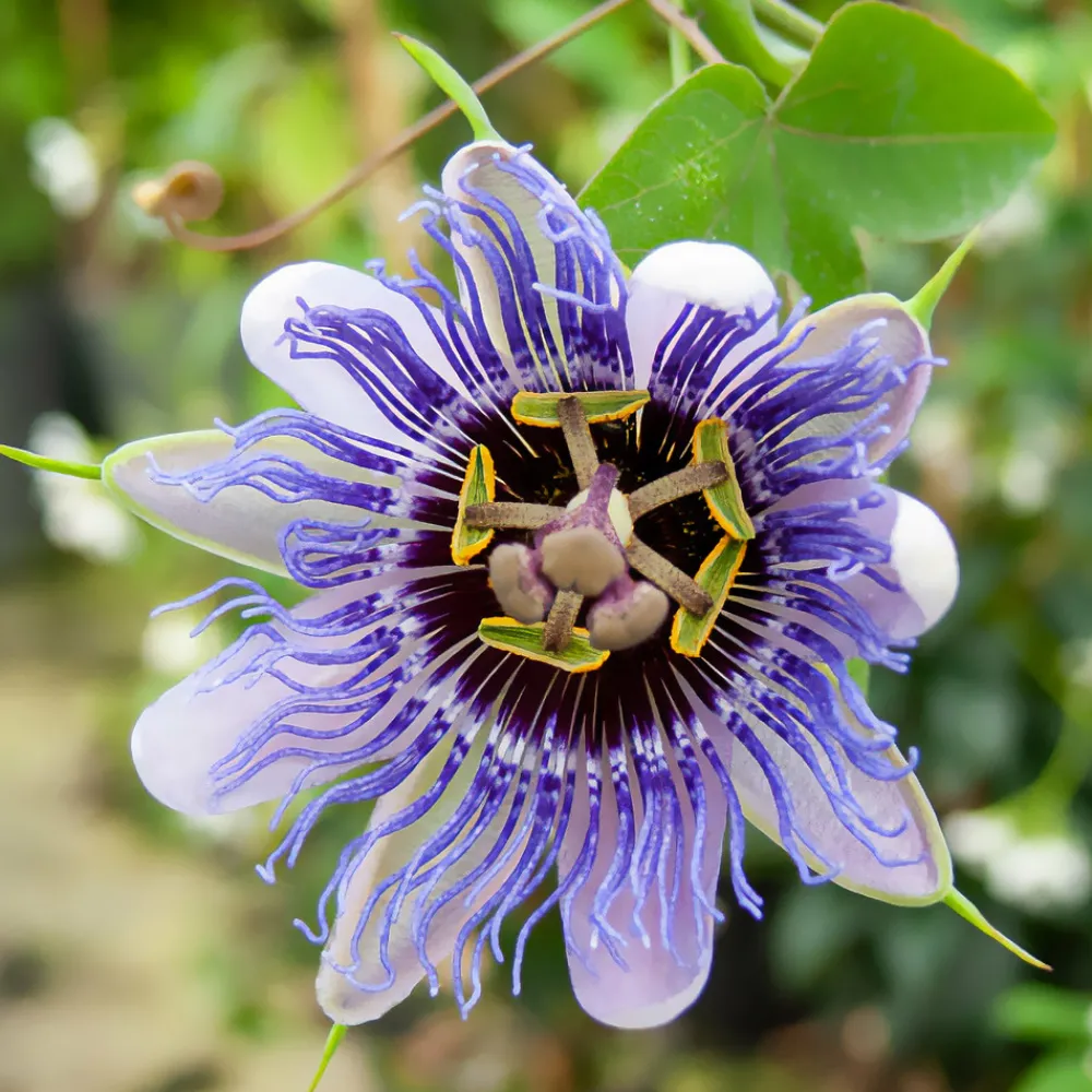 Willemse France Plantes Grimpantes | - Passiflore purple rain - le pot / 2l / hauteur livrée 40-50cm, vendu par lot de 2