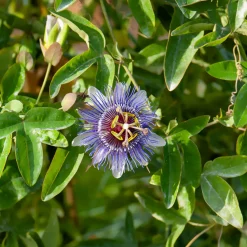 Willemse France Plantes Grimpantes | - Passiflore purple rain - le pot / 2l / hauteur livrée 40-50cm, vendu par lot de 2