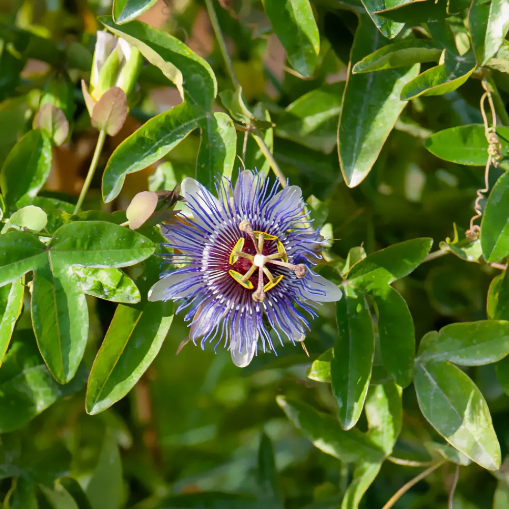 Willemse France Plantes Grimpantes | - Passiflore purple rain - le pot / 2l / hauteur livrée 40-50cm, vendu par lot de 2