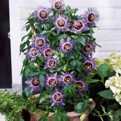 Willemse France Plantes Grimpantes | - Passiflore purple rain - le pot / 2l / hauteur livrée 40-50cm, vendu par lot de 2