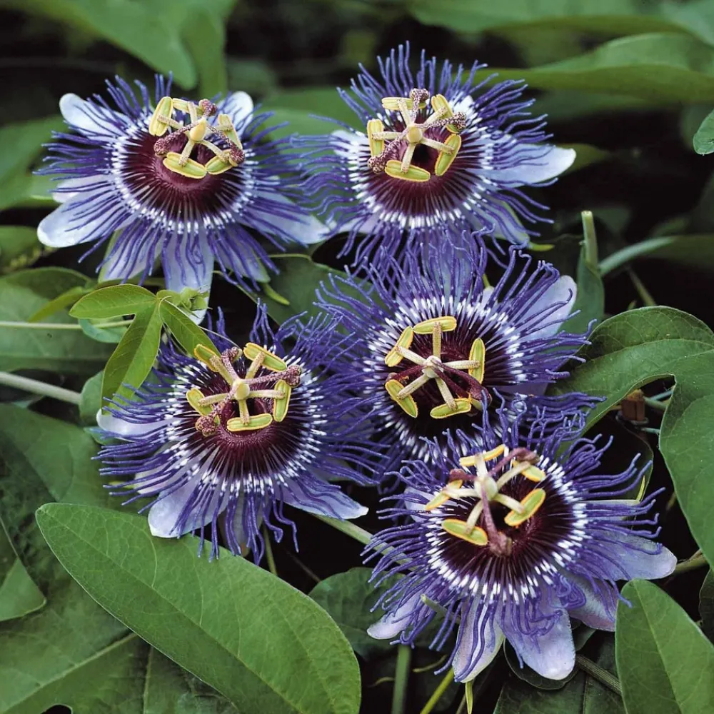 Willemse France Plantes Grimpantes | - Passiflore purple rain - le pot / 2l / hauteur livrée 40-50cm, vendu par lot de 2