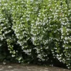 Willemse France - Petit calament - le pot / ø 9cm, vendu par lot de 2 Sale