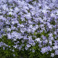 Willemse France - Phlox mousse emerald cushion blue - le pot / ø 9cm, vendu par lot de 2