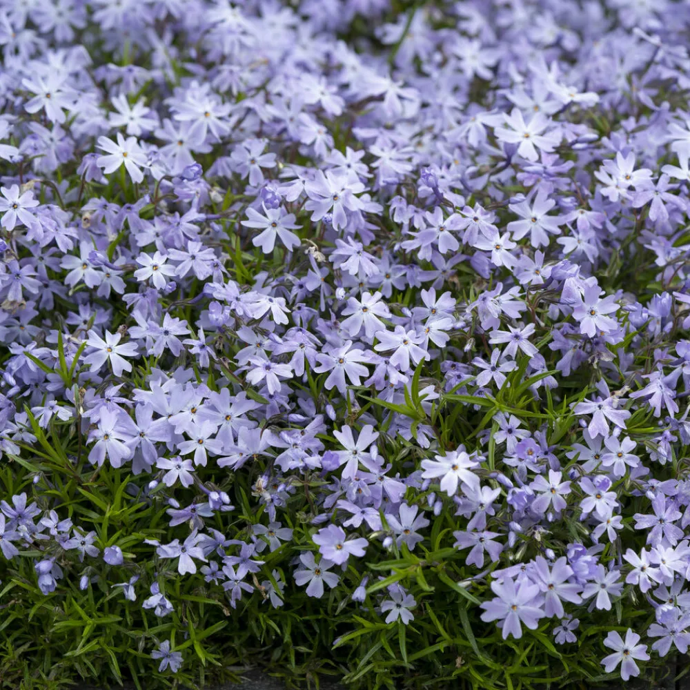 Willemse France - Phlox mousse emerald cushion blue - le pot / ø 9cm, vendu par lot de 2