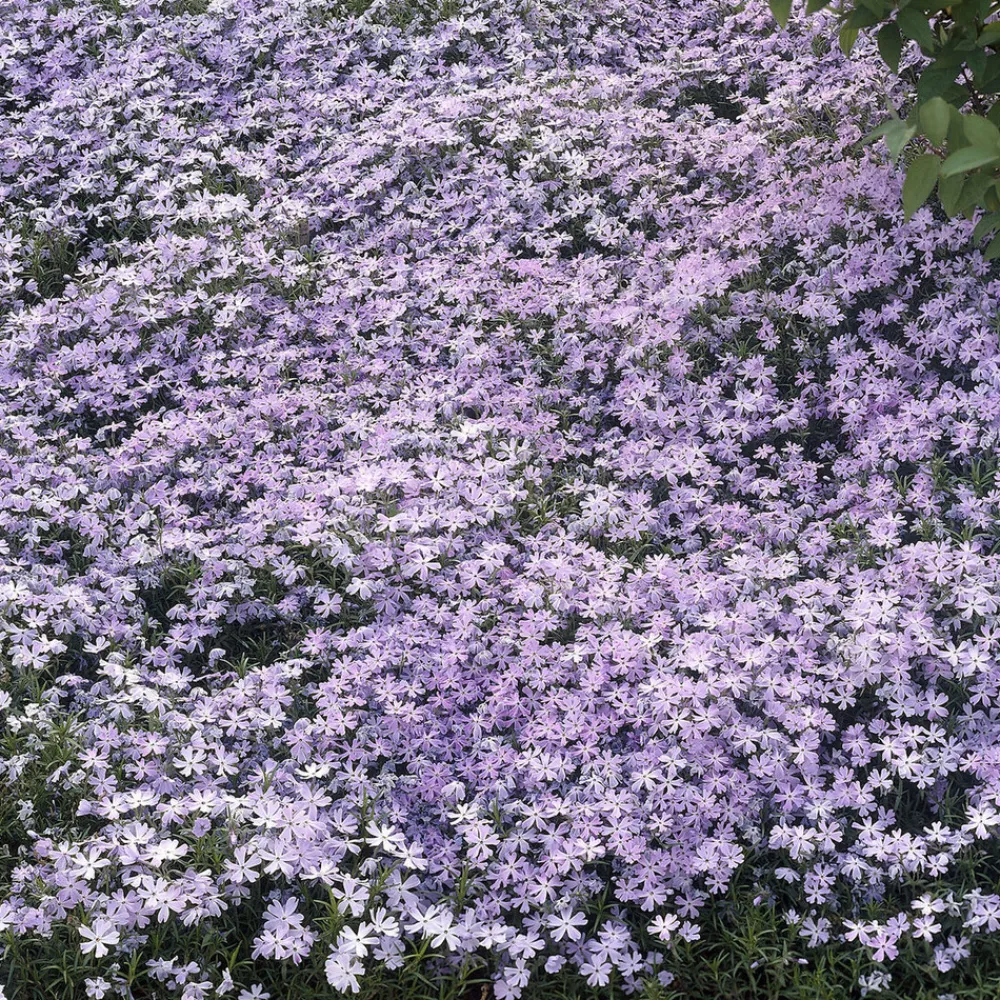 Willemse France - Phlox mousse emerald cushion blue - le pot / ø 9cm, vendu par lot de 2