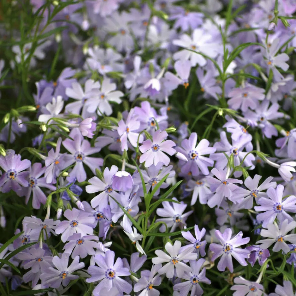 Willemse France - Phlox mousse emerald cushion blue - le pot / ø 9cm, vendu par lot de 2
