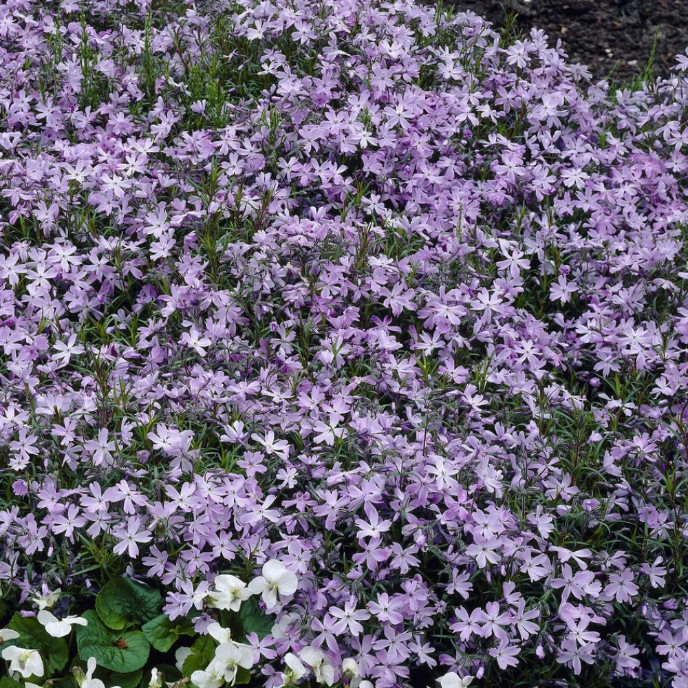 Willemse France - Phlox mousse emerald cushion blue - le pot / ø 9cm, vendu par lot de 2