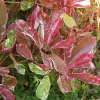 Willemse France - Photinia fraseri louise - le pot / ø 9cm Outlet