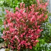 Willemse France Plantes De Haies | - Photinia fraseri little fenna - le pot / 4l