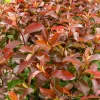Willemse France - Photinia fraseri camilvy - le pot / 2l / hauteur livrée 25-30cm, vendu par lot de 2 Discount