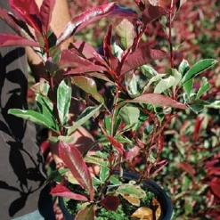 Willemse France - Photinia pink marble - le pot / 2l / hauteur livrée 30-40cm, vendu par lot de 2 Outlet