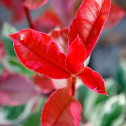Willemse France - Photinia pink marble - le pot / 2l / hauteur livrée 30-40cm, vendu par lot de 2 Outlet
