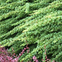Willemse France - Épine-vinette de thunberg green carpet - le pot / ø 8cm, vendu par lot de 2 Clearance