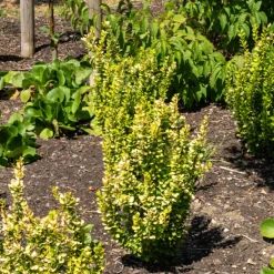 Willemse France Plantes De Haies | - Épine-vinette de thunberg green carpet - le pot / ø 8cm