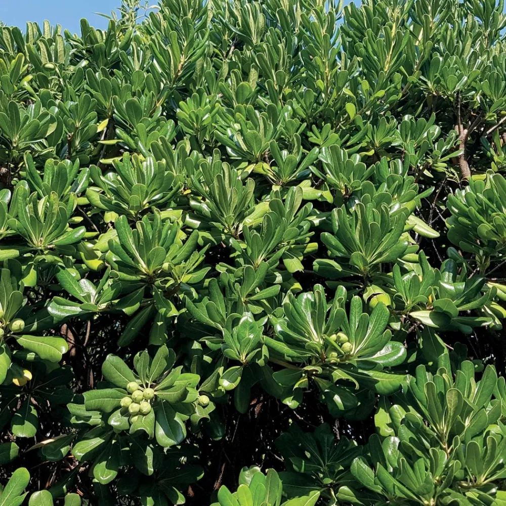 Willemse France - Pittosporum tobira - le pot / 2l / hauteur livrée 25-30cm, vendu par lot de 2 Discount