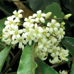 Willemse France - Pittosporum tobira - le pot / 2l / hauteur livrée 25-30cm, vendu par lot de 2 Discount