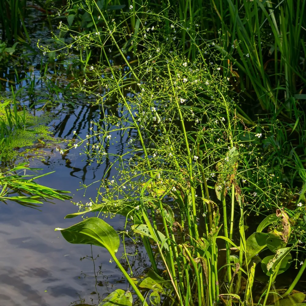 Willemse France - Plantain d'eau lancéolé - le pot / ø 9cm Hot