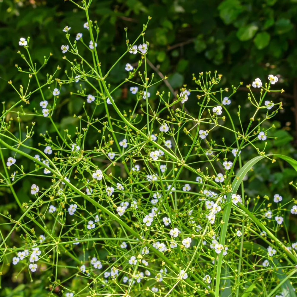 Willemse France - Plantain d'eau lancéolé - le pot / ø 9cm Hot