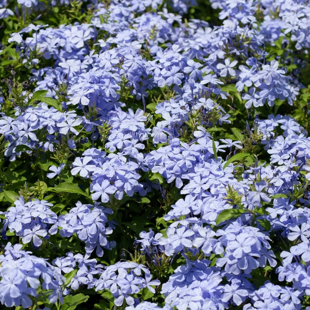 Willemse France - Plumbago - le pot / ø 9cm, vendu par lot de 2 Best